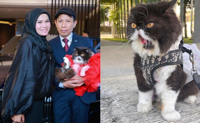 [VIDEO] Haliza Maysuri Hadiahkan Kucing Kereta Bernilai RM714,000 & Rantai Emas Sempena Ulang Tahun Kelahiran