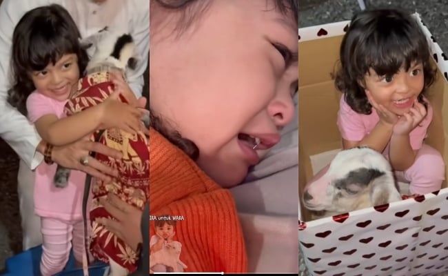 [VIDEO] Anak MUA Bellaz Menangis Nak Bawa Anak Kambing Naik Katil, Netizen Terhibur – ‘Wara Pergi Tidur Dekat Kandang Lah’