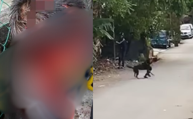 Kanak-Kanak Cedera Digigit Anjing Di Cheras