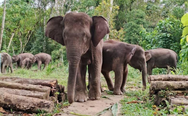 Tragedi Lelaki Maut Diserang Gajah Liar