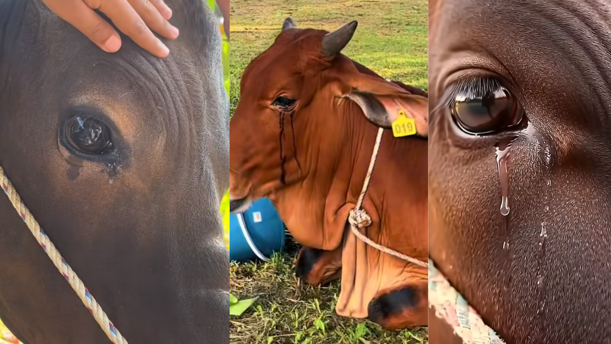 Lembu Menangis Sebelum Korban Buat Ramai Sebak, Ini Penjelasan Saintifik Yang Ramai Tak Tahu