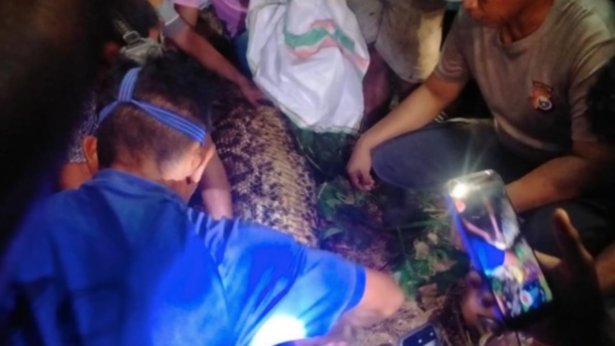 Lelaki Dipercayai Ditelan Ular Sawa, Penduduk Belah Perut Keluarkan Mayat 